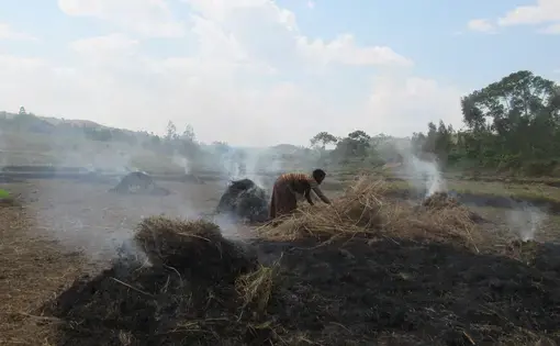 A woman is working in the fields.
