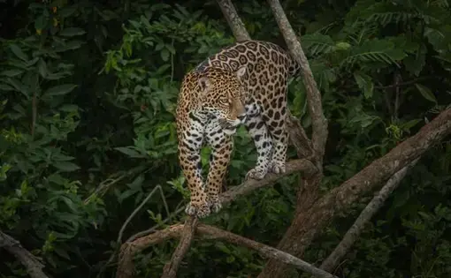 A jaguar is perched upon a tree.