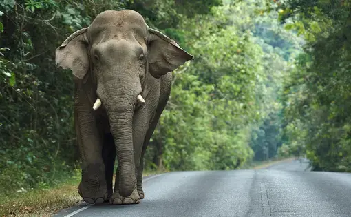 An elephant walks down the road.