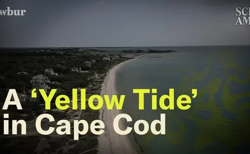 A 'Yellow Tide' in Cape Cod