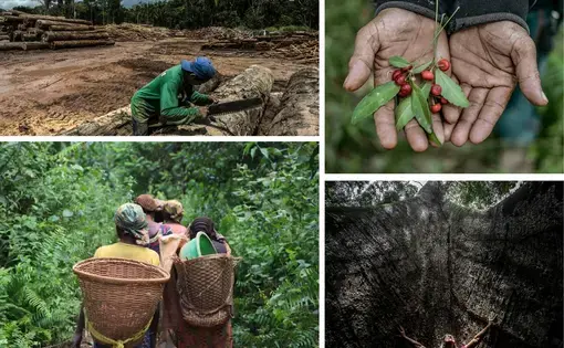 Collage of images of rainforests