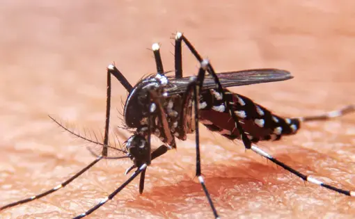 Mosquito