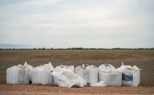 White sacks of grain are lined up in a field.