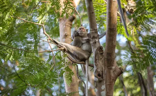 A wild long-tailed macaque infant clings to its mother in Cambodia’s Phnom Sampov, Battambang