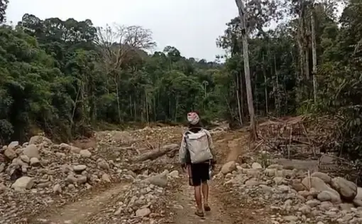 A girl wanders in the woods.