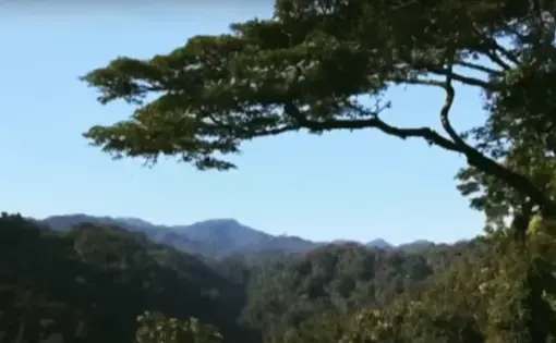 A tree against the backdrop of beautiful blue sky.