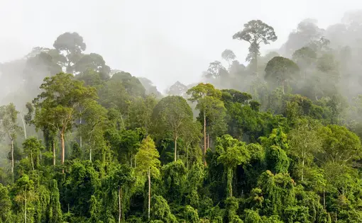 A rainforest in Malaysia