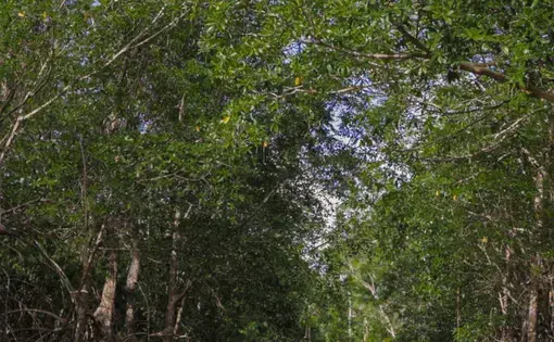forest