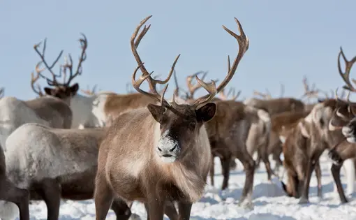 Caribou group on pastures in the mountains of Kamchatka in Russia. Image by Sergey Krasnoshchokov/Shutterstock.