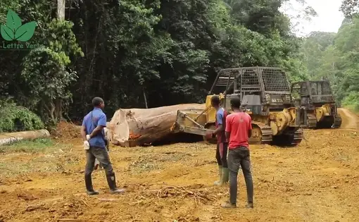 Video thumbnail showing two men standing along a dirt road with timber beyond them