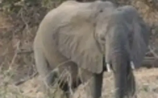elephant Magic FM