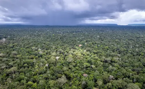 Aerial shot of think Amazon rainorest.