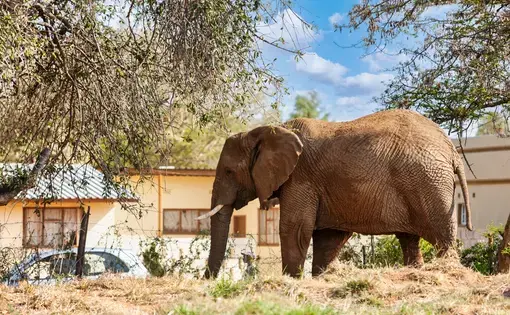 African elephant in a village interacting with people. Image by Lucian Coman/Shutterstock.