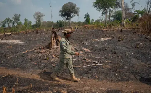 mongabay(thumbnail)