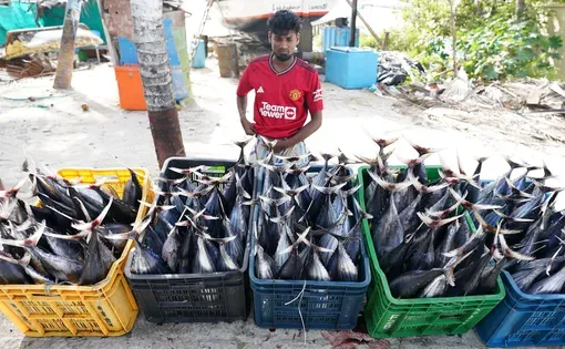 SkipjackTuna