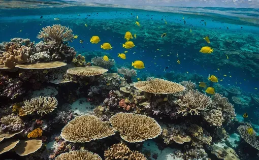 coral reef