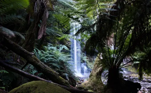 Rainforest
