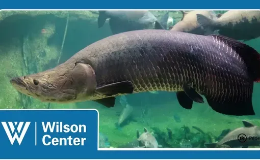 Wilsonwebinar