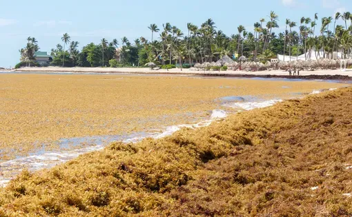 Sargassum on a beach