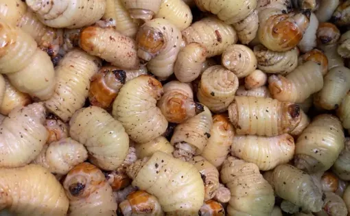 worms form the Amazon