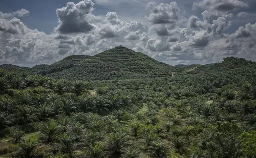 hills covered in rainforest in Malaysia