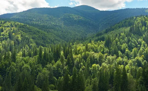 environment