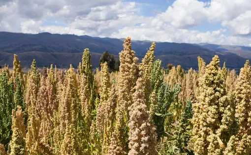 Andes Grain