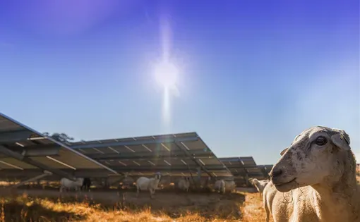 a sheep stands on a farm with solar panels under a blue sunny sky