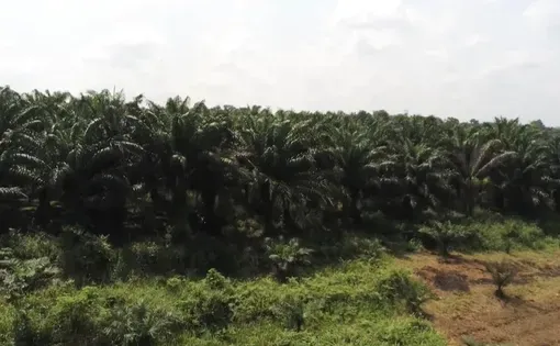 Congo rainforest