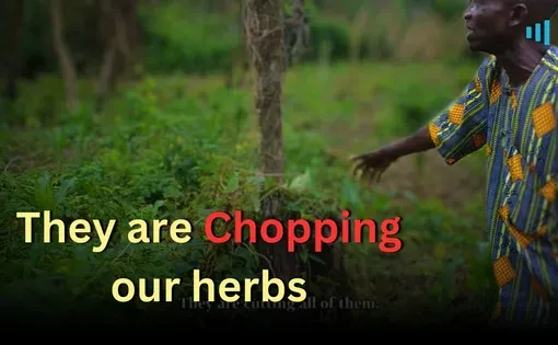 Screengrab: A man gestures towards a patch of cleared forest. Text overlay says: "They are chopping our herbs."