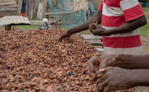 Cocoa farmers drying cocoa beans