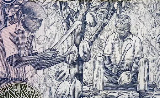 African farmers harvesting cocoa