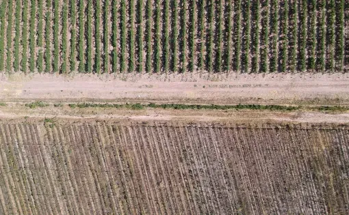Wine field