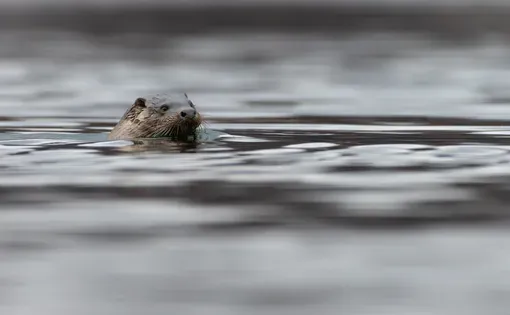 OttersamongUK
