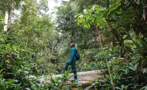 A man looks up in a rainforest