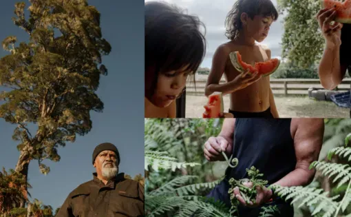 Left: 62-year-old Te Taute Wharepouri Taiepa, of Ngāti Whare and Tūhoe, is dwarfed by a rātā tree at Maungapōhatu. Right, top: Puretu Teepa and his sister, Mia, in foreground, eat watermelon at home in Ruatoki. Right, bottom: John Rangikapua Teepa gathers pikopiko, edible fern fronds, near his home. Once a dietary staple, these traditional foods are now considered delicacies among Tūhoe elders. Images by Tatsiana Chypsanava. New Zealand, 2025.