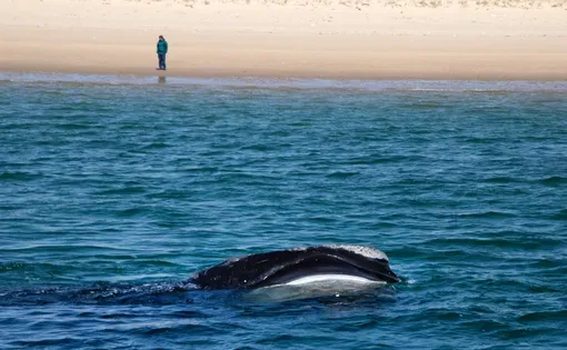 The North Atlantic right whale forages for small sea creatures in Cape Cod Bay, Massachusetts.
