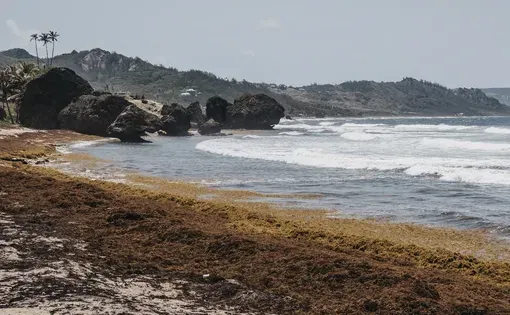 The Bathsheba beach in Barbados badly affected by sargassum seaweed.