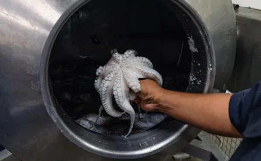 Octopus thumbnail