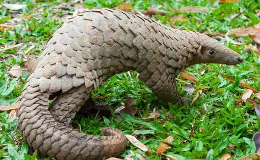 Pangolin