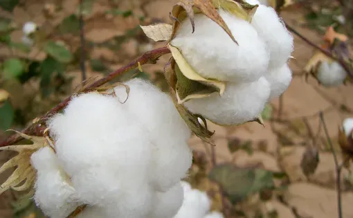 Cotton balls