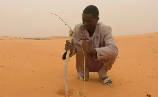 A farmer tends a young plant on a dune stabilisation site in Nguel Borno, Niger Republic.