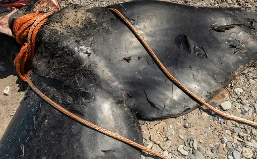 The carcass of this North Atlantic right whale washed up in the Gulf of St. Lawrence in 2019.