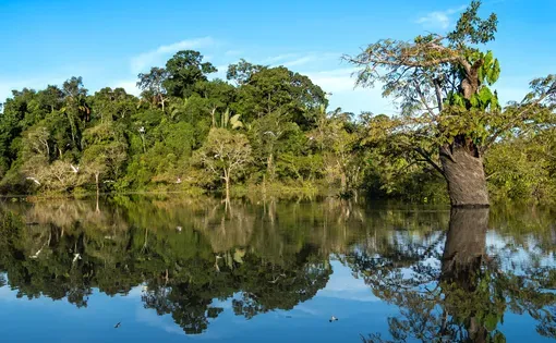Amazon trees