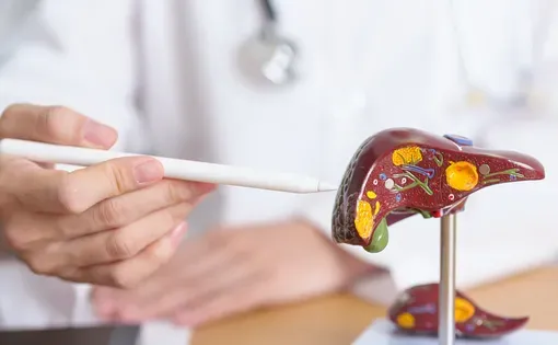 Liver model
