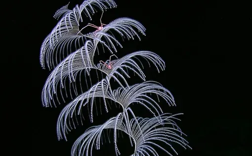 Iridigorgia soft coral with squat lobsters in the northwestern Gulf of Mexico.