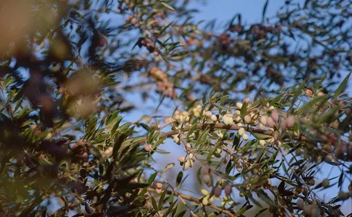 Olive Tree thumbnail