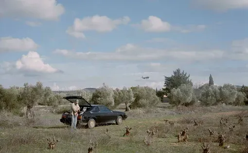 An olive grove in Greece's Mesogeia region.