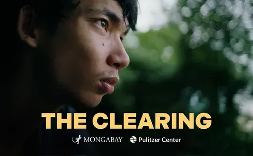 The clearing cover image
