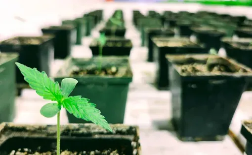 Cannabis seedlings